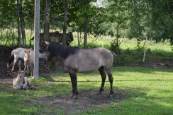 Nature park „Dvietes paliene”