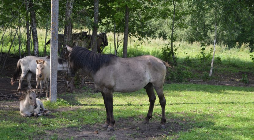 Nature park „Dvietes paliene”