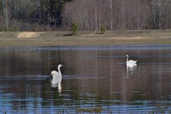 Nature park „Dvietes paliene”