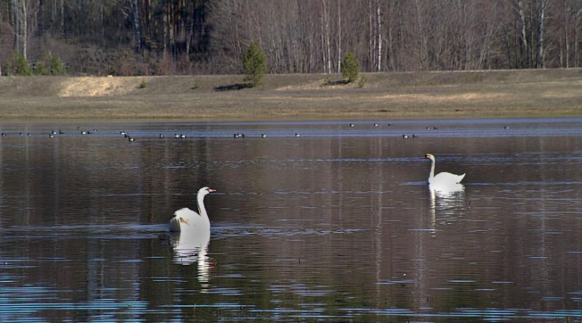 Nature park „Dvietes paliene”