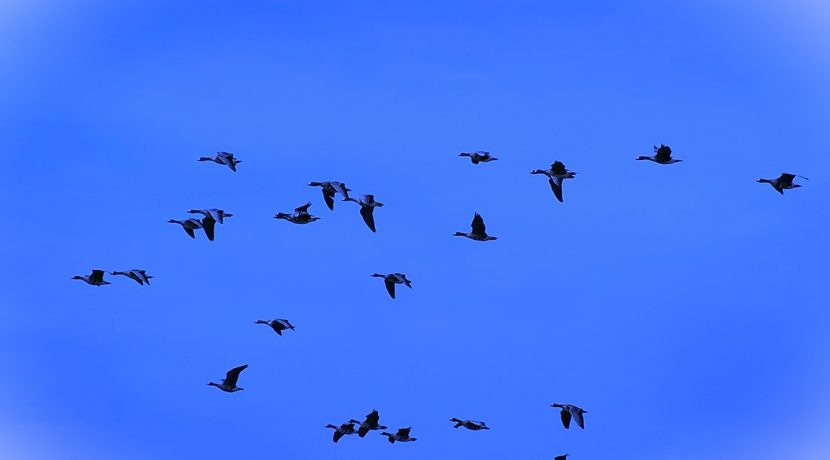 Putnu vērošana dabas parkā „Dvietes paliene”
