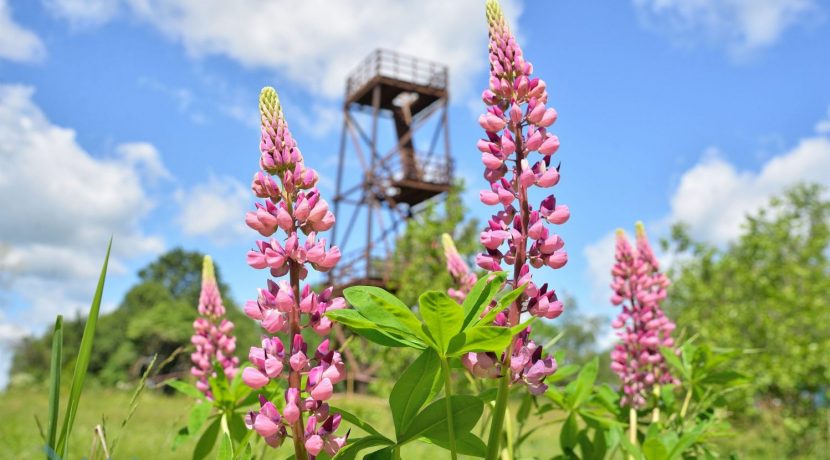 Ostrova Birdwatching Tower