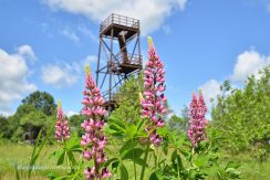 Ostrova Birdwatching Tower