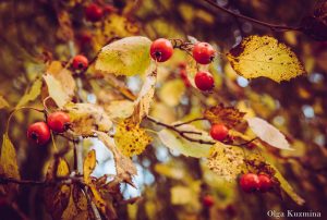 Dodies rudens braucienā uz Augšdaugavas novadu