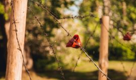 Muzeju naktī Pirmā pasaules kara muzeju Medumos apmeklēja vairāk nekā 500 cilvēku