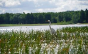 DAUGAVPILS PELDVIETĀS VAR DROŠI PELDĒTIES