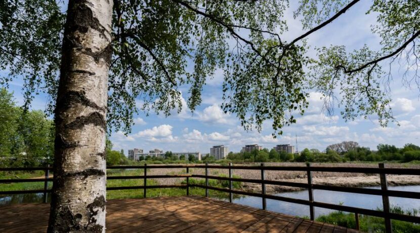 Swamp Trail in Esplanade