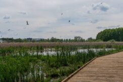 Swamp Trail in Esplanade