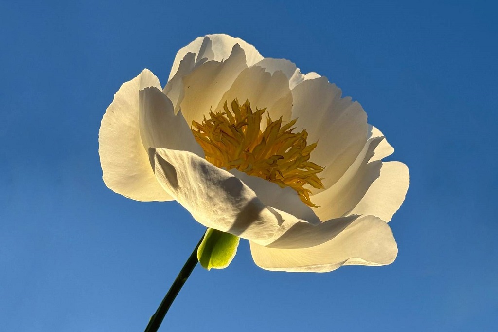 Bilde
