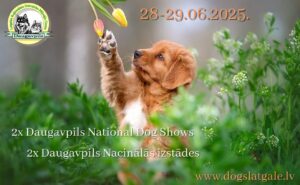 Suņu izstāde: “VASARA LATGALĒ” (CAC) un “ZILO EZERU ZEMES KAUSS” (CAC)