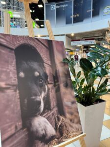 Džeinas Saulītes fotoizstāde “KATRAM PA ĶEPĀM”