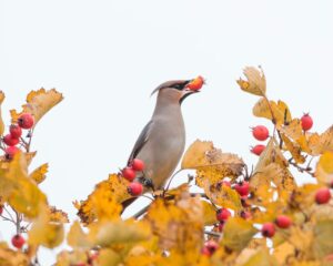 Nedēļas nogalē Latvijā norisināsies Eiropas putnu vērošanas dienas rudenī