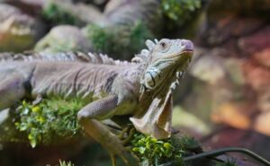 No jaunā gada Latgales zoodārzs maina ieejas biļešu cenas