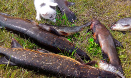 Brīvdienu māja “Meža skuķi” piedāvā iespēju baudīt dabas burvību, nomaļas vides šarmu un klusumu