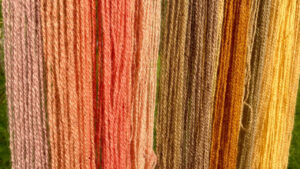 Piedalies aizraujošā nodarbībā par senu un tradicionālu dzijas krāsošanas metodi ar sēnēm un ķērpjiem Raiņa mājā Berķenelē