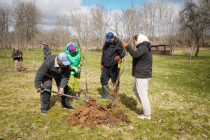 Raiņa mājas Berķenelē ābeļu dārzā notika izglītojoša talka (video)