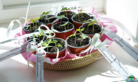 Augšdaugavas novadā ikviens varēja satikt savu meistaru